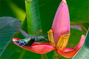découvrir la faune et la flore de Guadeloupe