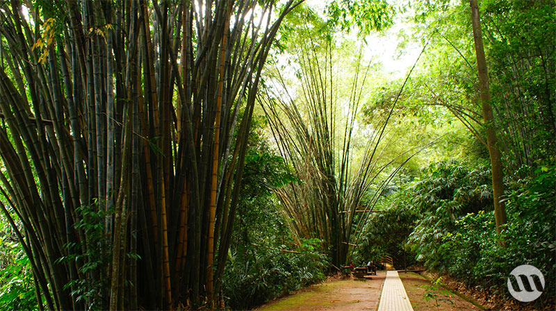 Bukit Nanas à Kuala Lumpur 