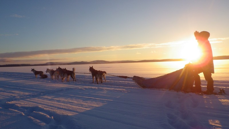 chiens-traneau-laponie-sled-dogs-lapland-Wilderness-Latitude-29-1399628161