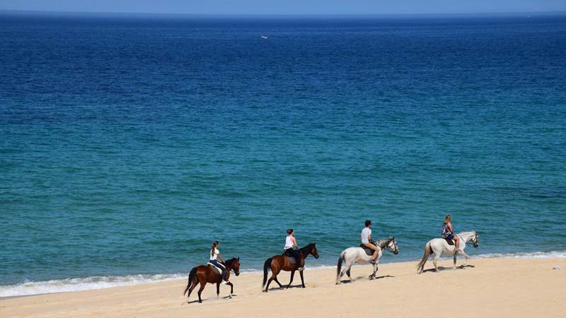 comporta-portugal-cheval