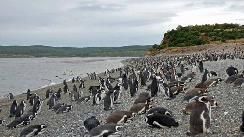 decouvrir-ushuaia-manchots