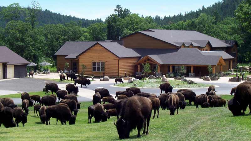 dormir-parmi-les-animaux-bisons