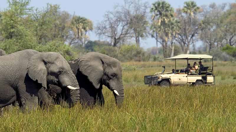 dos-and-donts-afrique-du-sud-safari