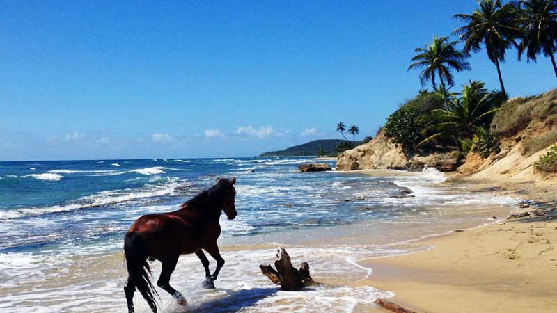 iles-secretes-vieques