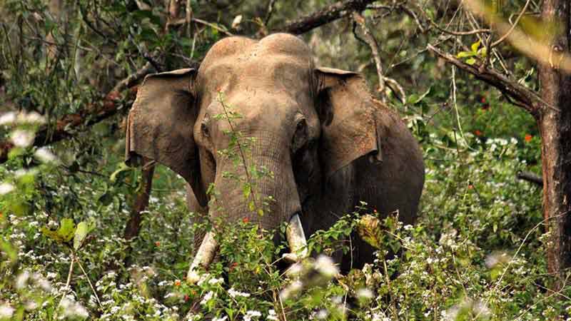 kerala-paradis-vert-elephants