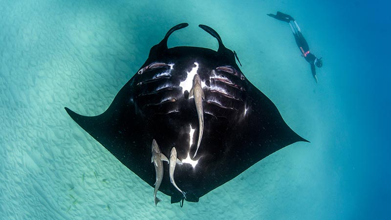 nager avec des raies manta australie