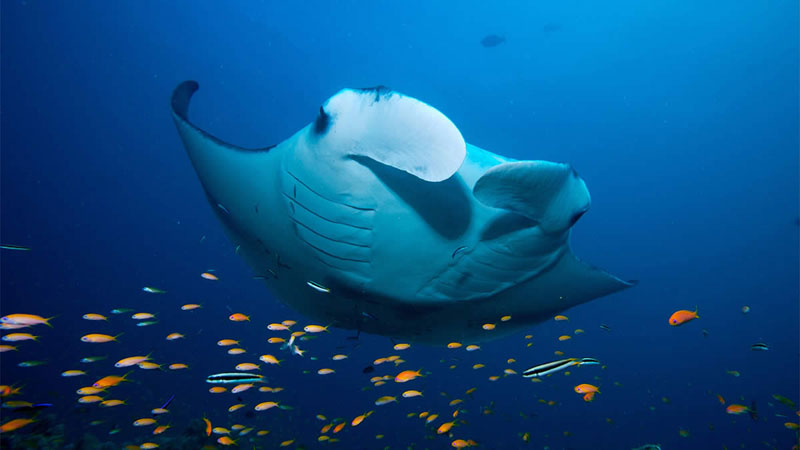 nager avec des raies manta maldives