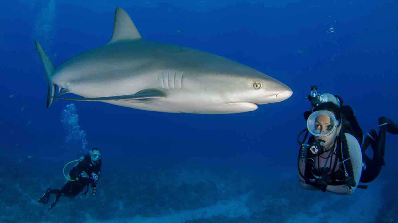 nager-avec-des-requins-bahamas