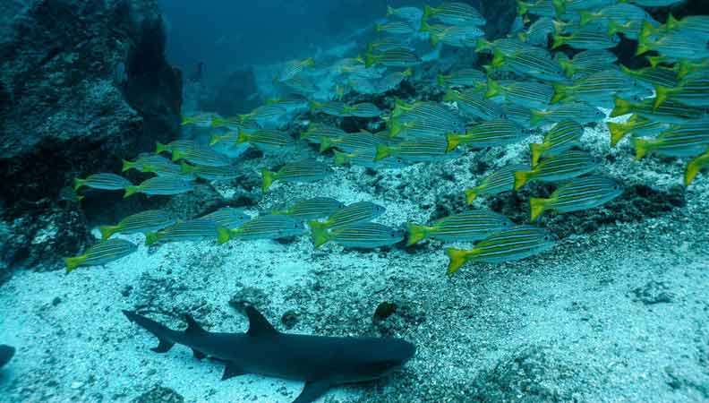 nager-avec-des-requins-coco