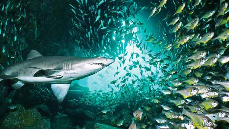 nager-avec-des-requins-fish-rock-cave