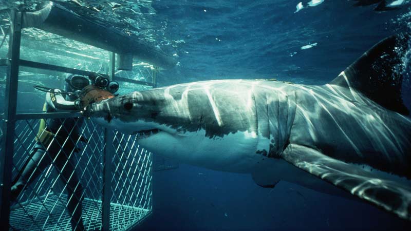 nager-avec-des-requins-gansbai