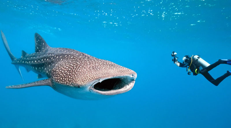 nager-avec-des-requins-isla-mujeres