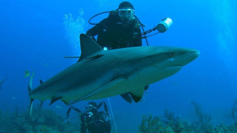 nager-avec-des-requins-mayaa