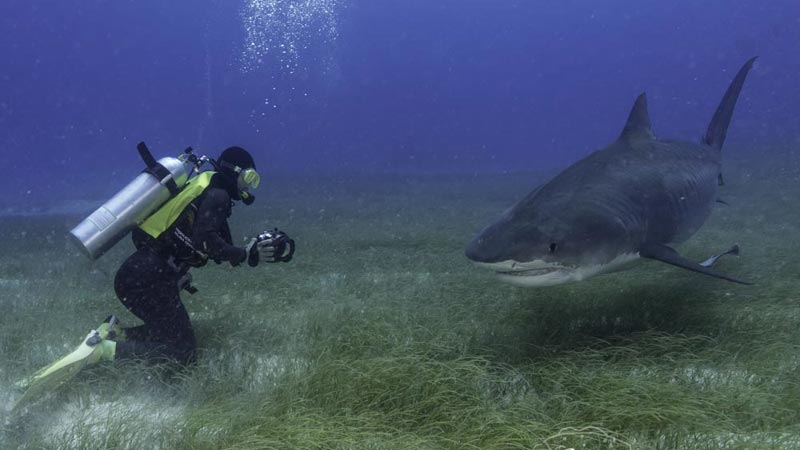 nager-avec-des-requins-tiger