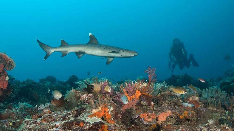 nager-avec-des-requins-ultramarina