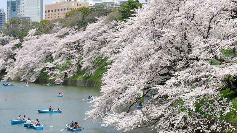 parcs-sakura-a-tokyo-Chidorigafuchi