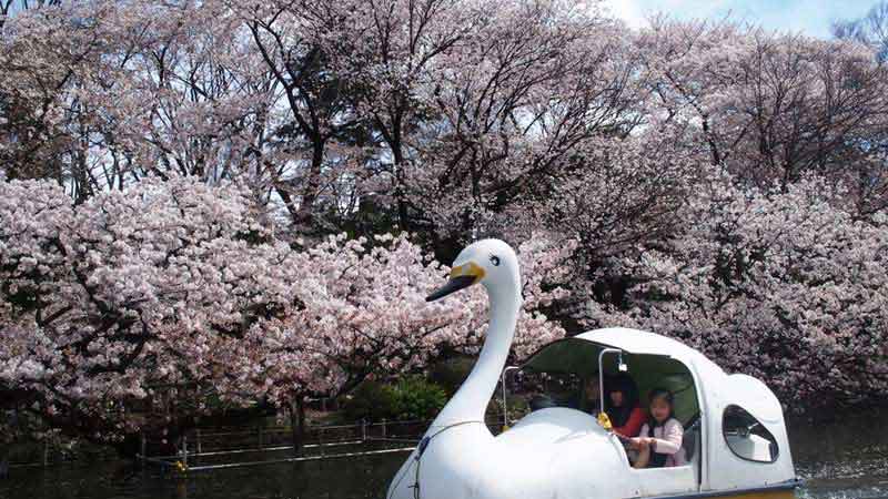 parcs-sakura-a-tokyo-i