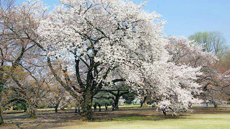 parcs-sakura-a-tokyo-shinjuku