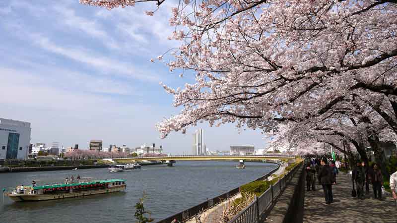 parcs-sakura-a-tokyo-sumida