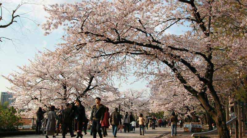 parcs-sakura-a-tokyo-ueno