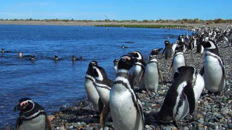 patagonie-manchots-de-magellan