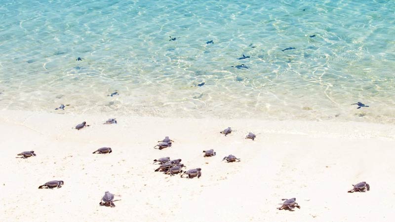 Turtle Beach Malaisie