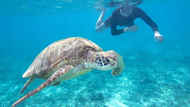 plages-du-perou-tortugas