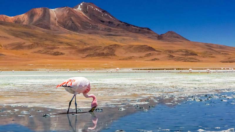 Désert d’Atacama, Chili