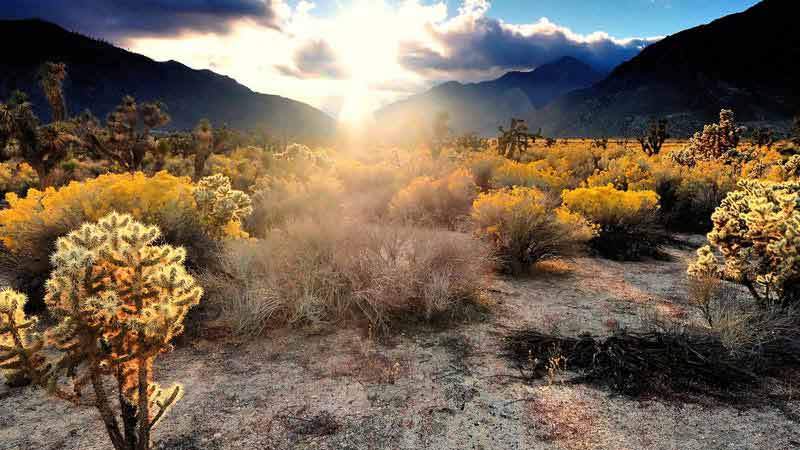 plus-beaux-deserts-du-monde-mojave