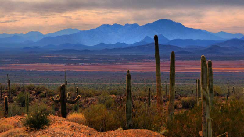 plus-beaux-deserts-du-monde-sonoran