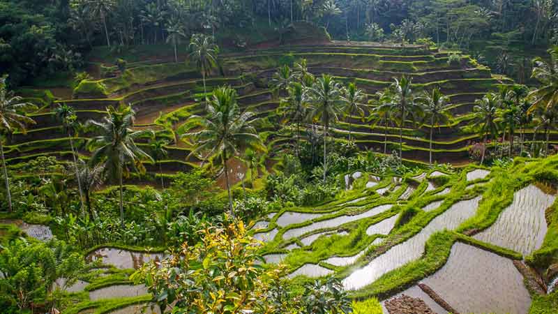 premiere-fois-a-bali-ubud