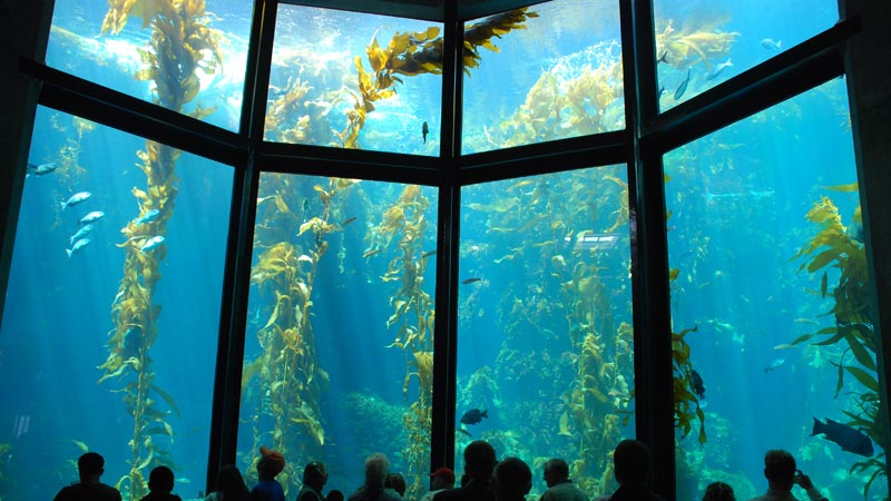 que-faire-a-san-francisco-aquarium