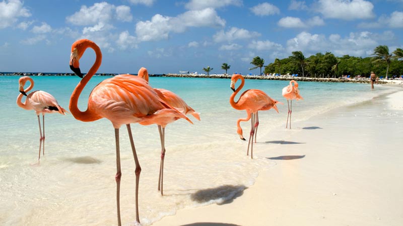 se baigner avec des flamants roses aruba