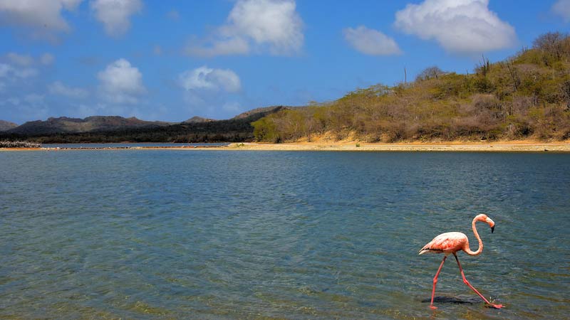 se baigner avec des flamants roses bonaire