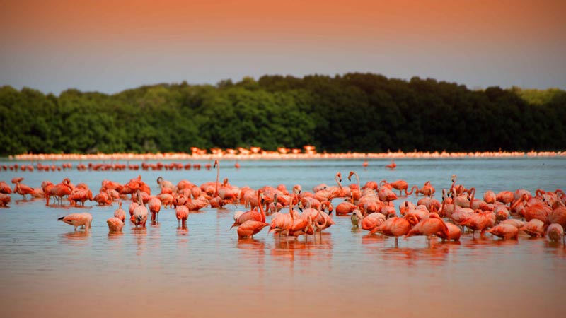 se baigner avec des flamants roses celestun