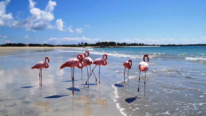 se baigner avec des flamants roses galapagos1