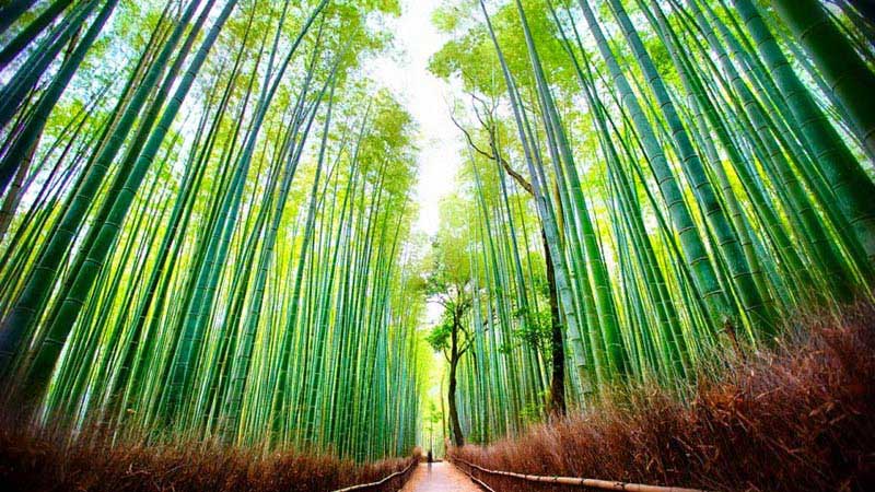 tunnels-naturels-bambou