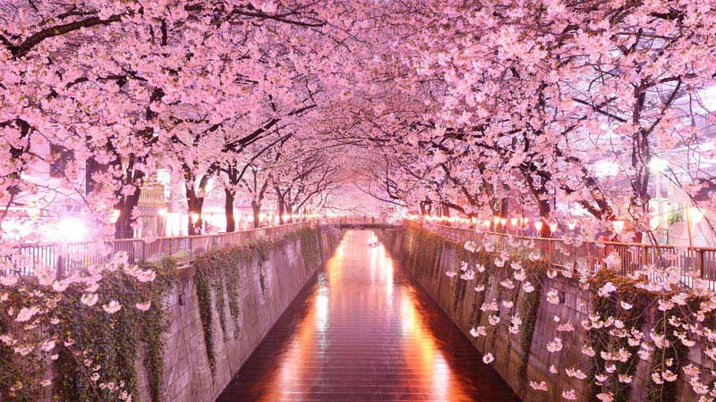 tunnels-naturels-sakura