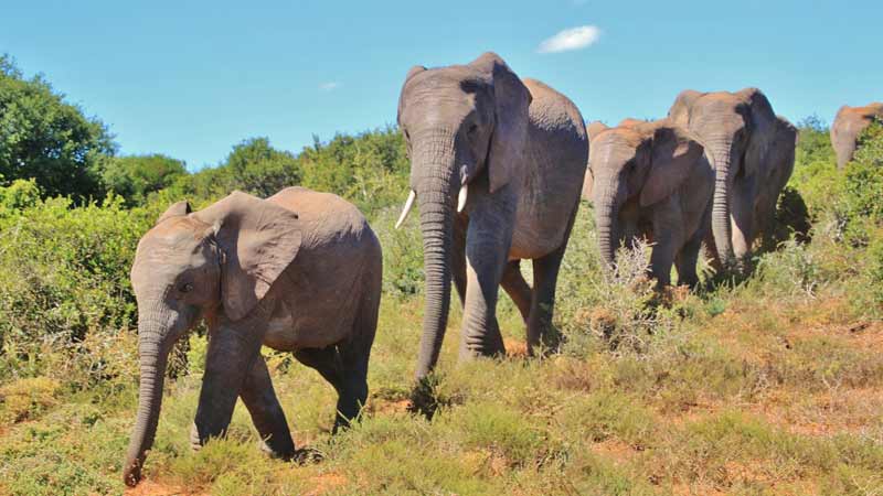 visiter chiang mai elephants