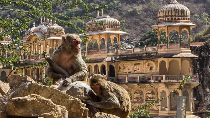 Le Temple des Singes