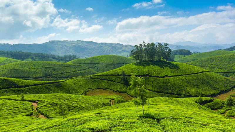 Plantations de thé dans le monde : Kerala, Inde