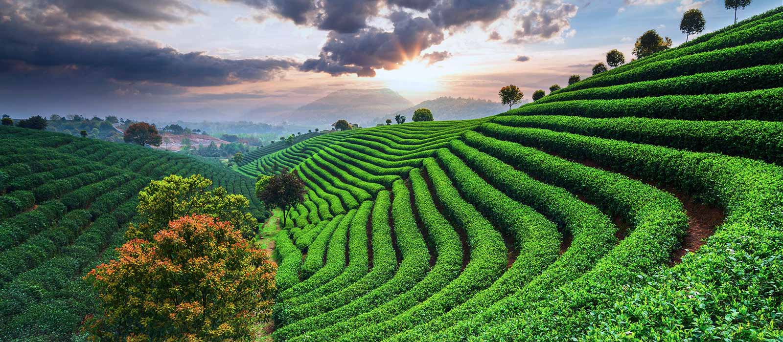 Plantation de thé dans le monde