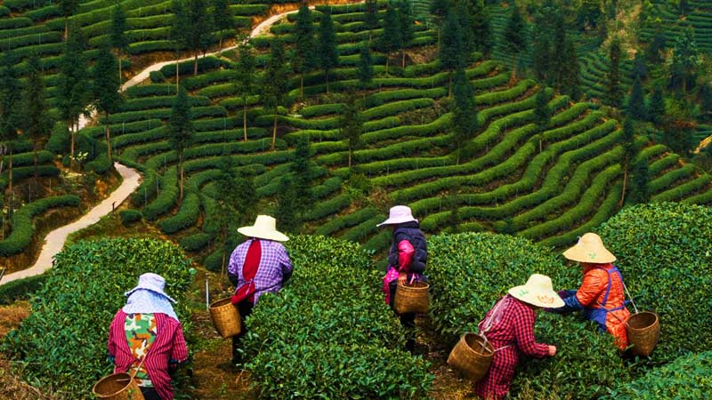 Plantations de thé dans le monde : Chine