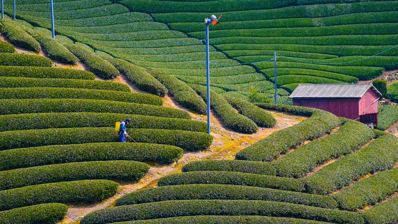 Plantations de thé dans le monde : Uji Japon