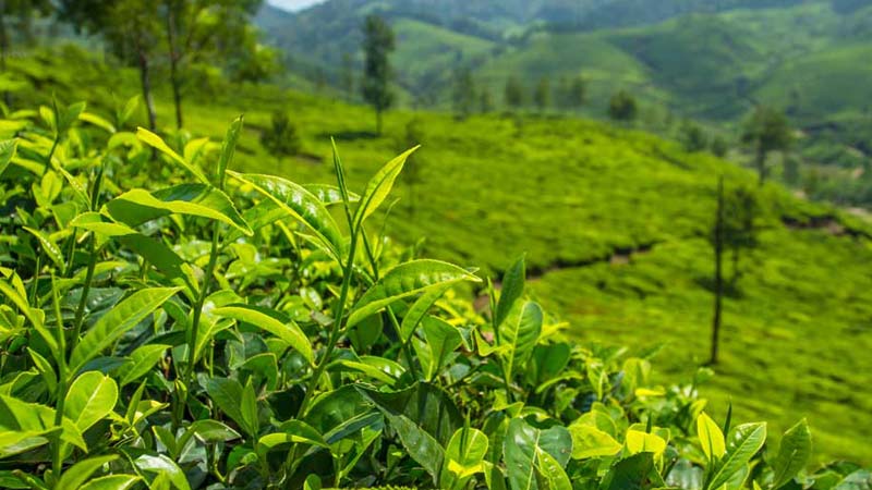 Plantations de thé dans le monde : Nouvelle-Zélande