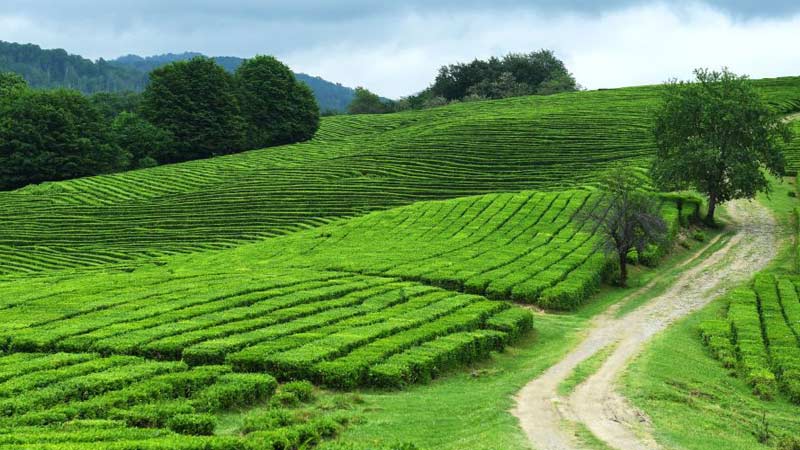 Plantations de thé dans le monde : Russie