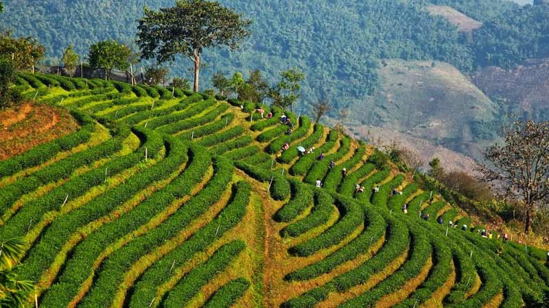 Plantations de thé dans le monde : Thailande