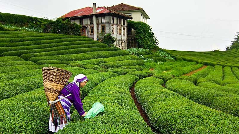 Plantations de thé dans le monde : Turquie