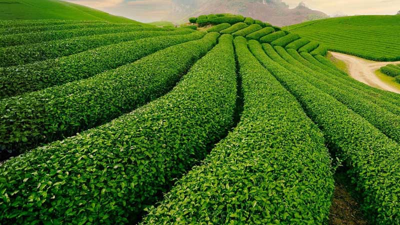 Plantations de thé dans le monde : Plateau, Vietnam