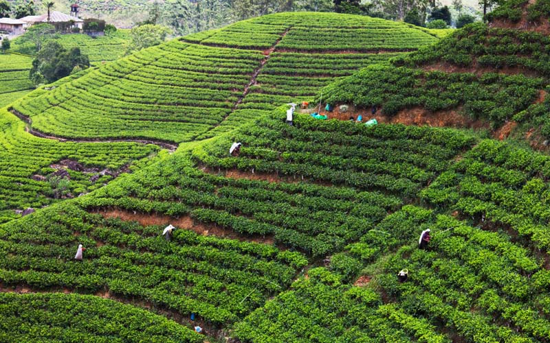 Plantations de thé dans le monde : Nuwara Eliya, Sri Lanka